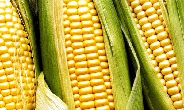 Conoces el origen del maíz? - Agrichem de México