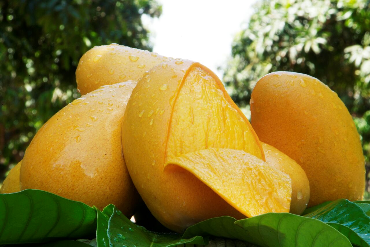 Host mango. Манго Атаульфо. Манго сорта Атаульфо. Манго (фрукт). Манго Тайланд.